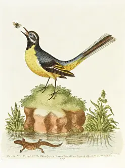 Wagtail: The grey wagtail and water lizard