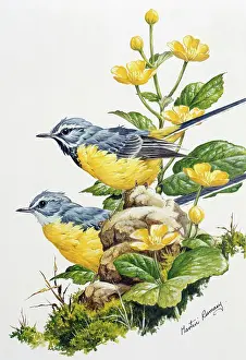Marigolds: Grey Wagtails and Marsh Marigolds