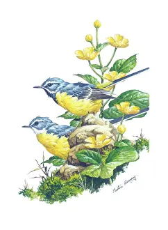 Marigolds: Grey Wagtails and Marsh Marigolds