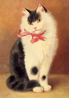 Cocked: Grey and White Cat