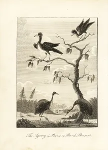 Stedman: Grey-winged trumpeter and crested curassow (vulnerable)