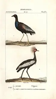 Batelli: Grey-winged trumpeter, Psophia crepitans, and
