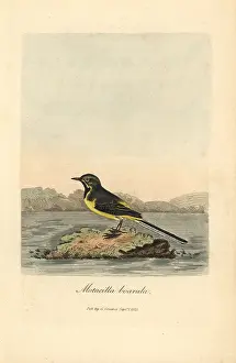 Motacilla: Grey or winter wagtail, Motacilla cinerea