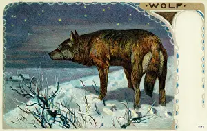Chunks: Wolf