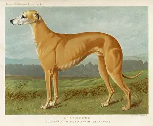 GREYHOUND