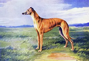Greyhound: Greyhound