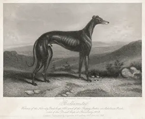 Oddly: GREYHOUND BEDLAMITE