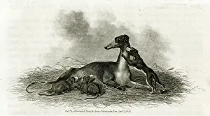 Greyhound: Greyhound bitch weaning her puppies