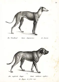 Anglicus: Greyhound and bulldog