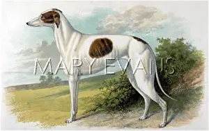 Dalziel: GREYHOUND (DALZIEL)