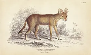 Alpinus: Greyhound dhole, Cuon alpinus. Threatened