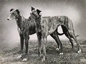 Greyhounds: Two greyhound dogs standing on grass
