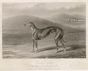 Earned: GREYHOUND ECCLEFECHAN