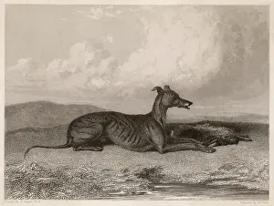 Chased: GREYHOUND & HARE