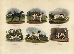 Smellie: Greyhound, Harrier, Foxhound, Spaniel, Pointer, Terrier