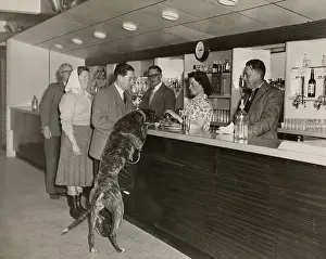 Greyhound: A Greyhound having a drink at a smart bar