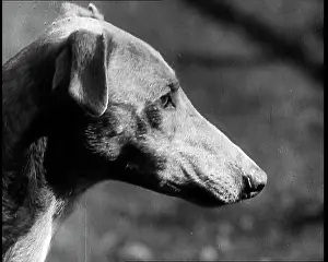 Mick: The Greyhound Mick the Miller