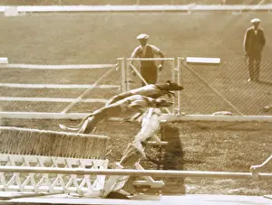 Hurdlers: Greyhound racing