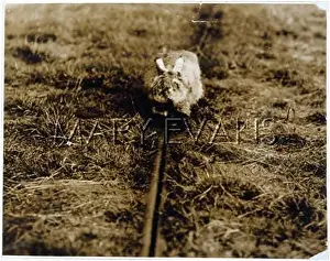 Lifelike: GREYHOUND RACING HARE