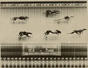 Greyhound: Greyhound Racing - A Photo finish