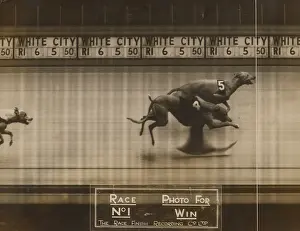 Greyhound: Greyhound Racing - A Photo finish