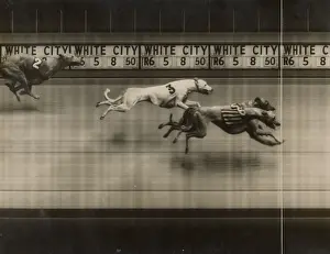 Greyhound: Greyhound Racing - A Photo finish