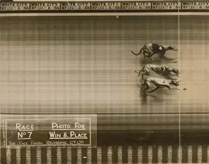 Greyhound: Greyhound Racing - A Photo finish
