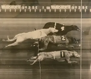 Wandsworth: Greyhound Racing - A Photo finish