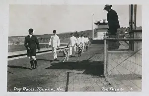 Greyhounds: Greyhound racing, Tijuana, Mexico