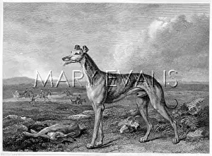 Reinagle: GREYHOUND (REINAGLE)