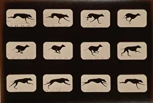 Consecutive: Greyhound, running