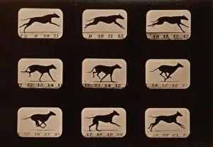 Consecutive: Greyhound, running