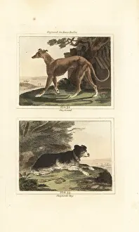 Barrs Buffon: Greyhound and sheepdog