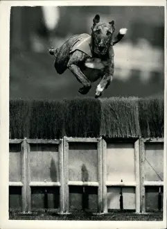 Marazion: Greyhound trials at Wimbledon