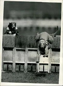 Greyhounds: Greyhound trials at Wimbledon