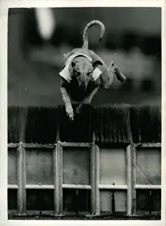 Tidy: Greyhound trials at Wimbledon