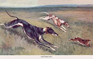 Coursing: Greyhounds