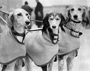 Calorific: Three greyhounds