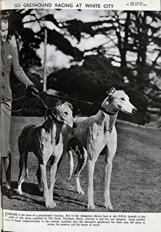 Greyhounds: Greyhounds