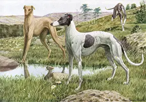 Greyhounds: GREYHOUNDS IN COUNTRY