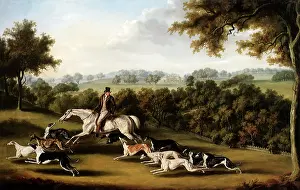 Canines: Greyhounds Excercising