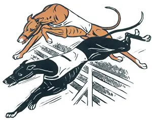 Greyhounds: Greyhounds over hurdles