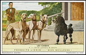 Greyhounds: GREYHOUNDS AND POODLE