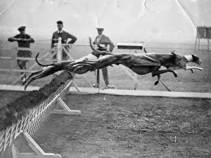 Greyhounds: Greyhounds racing