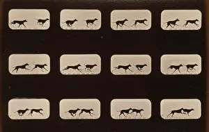 Greyhounds: Greyhounds, running