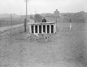 Muzzled: GREYHOUNDS IN TRAINING