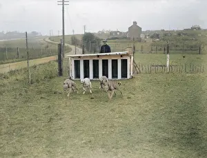Muzzled: GREYHOUNDS IN TRAINING