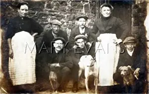 Whippets: GREYHOUNDS AND WHIPPETS