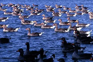 Anser: Greylag geese on a lake