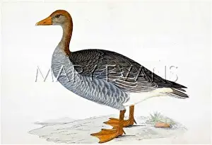 Anser: GREYLAG GOOSE